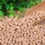 Picture of Large Chickpeas ( 12 mm )