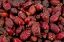 Picture of Rosehip