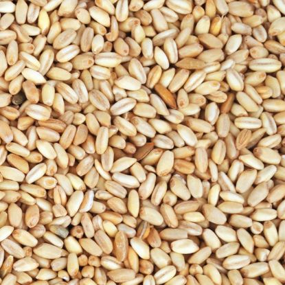 Picture of Wheat