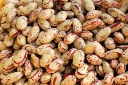 Picture of  Nigde Kidney Bean (Native -10mm)